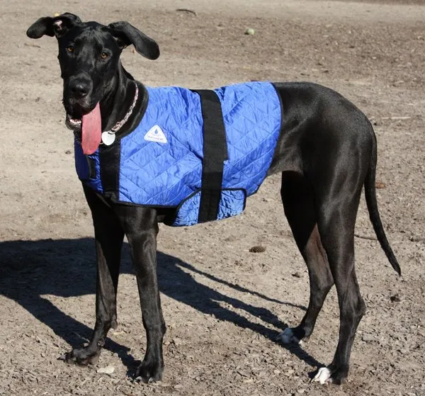 HyperKewl™ Evaporative Cooling Dog Coat -